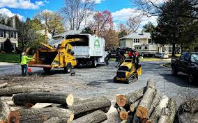 How Our Tree Care Process Works  in  St Helena, CA